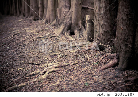 dark forest grove with trees growing dark forest grove with trees growing 26351287