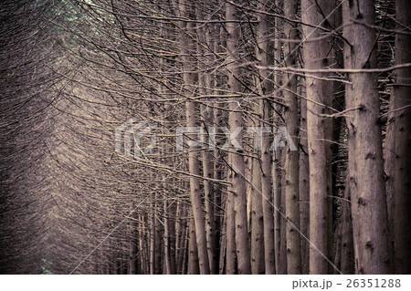 dark forest grove with trees growing  26351288