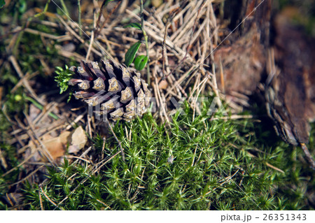 macro moss, dry spruce needles, tree bark in a macro moss, dry spruce needles, tree bark in a 26351343
