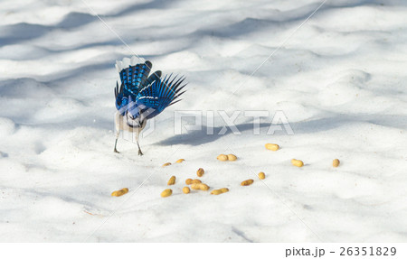 Springtime Blue Jay (Cyanocitta cristata). 26351829