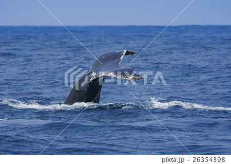 小笠原海で尾びれを上げて潜るザトウクジラ 26354398