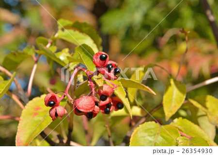 樹木：ゴンズイ　ミツバウツギ科 26354930