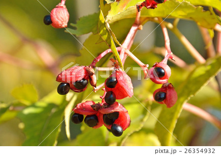 樹木：ゴンズイ　ミツバウツギ科 26354932