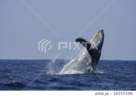 小笠原の海でジャンプするザトウクジラ 26355396