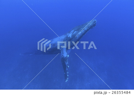 小笠原の海を泳ぐザトウクジラ 26355484