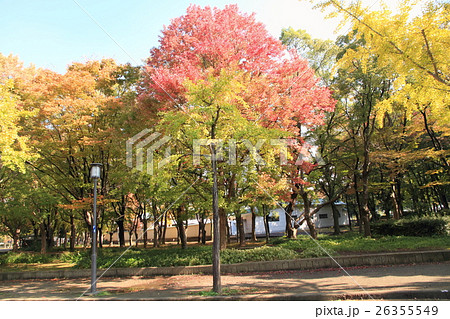 大阪城公園の秋 大阪城公園の秋 26355549