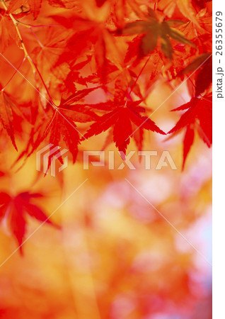 もみじ 26355679