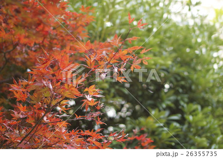 紅葉(かえで) 紅葉(かえで) 26355735