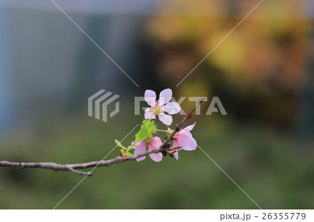 the pink blossom sukura flowers the pink blossom sukura flowers 26355779