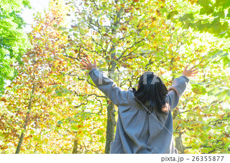 黄葉したプラタナスを見る女性 黄葉したプラタナスを見る女性 26355877