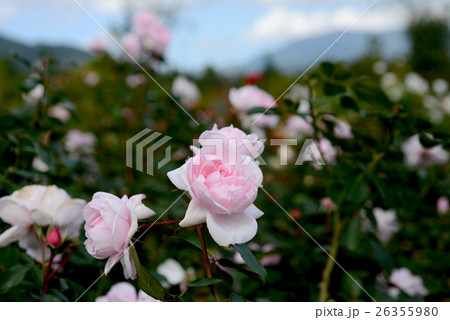 プチ・トリアノン 26355980