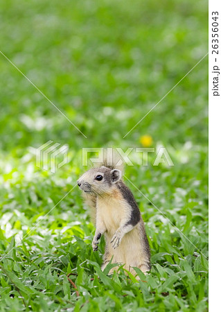 Squirrel sitting on the grass field Squirrel sitting on the grass field 26356043