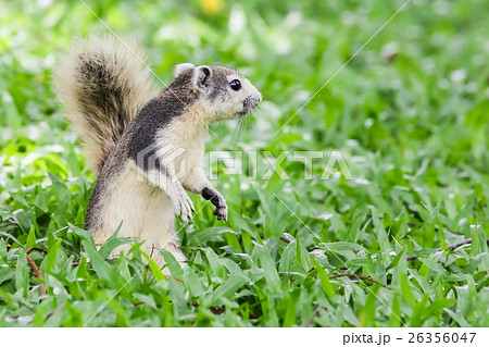 Squirrel sitting on the grass field 26356047