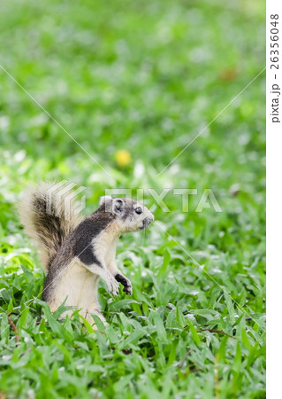 Squirrel sitting on the grass field 26356048