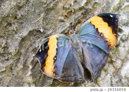 Indian Oakleaf (Kallima Inachus), Butterfly 26356059