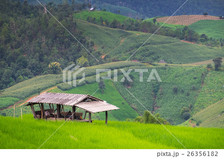 Green Terraced Rice Field and house 26356182
