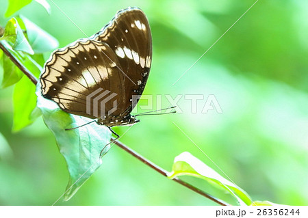 Great Egg-fly (Hypolimnas Misippus), Butterfly Great Egg-fly (Hypolimnas Misippus), Butterfly 26356244