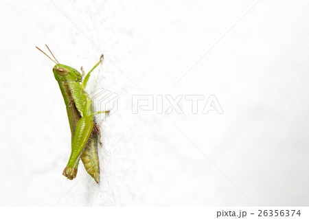 Green Hopper on white wall. 26356374