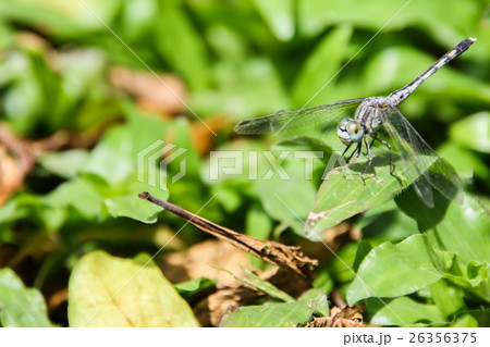 Green Skimmer dragonfly on grass leaf. 26356375