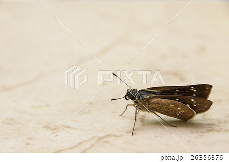 Dark Straight Swift ( Parna Apostata), Butterfly 26356376