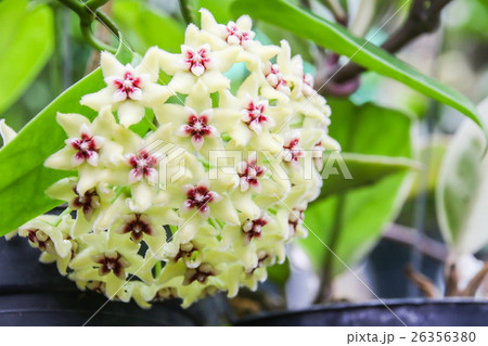 Star flower (Hoya Buotii) in the garden Star flower (Hoya Buotii) in the garden 26356380