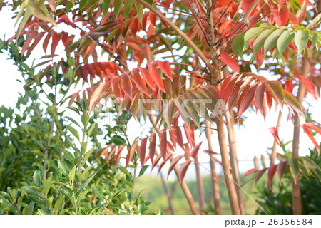 ハゼノキの紅葉 ハゼノキの紅葉 26356584