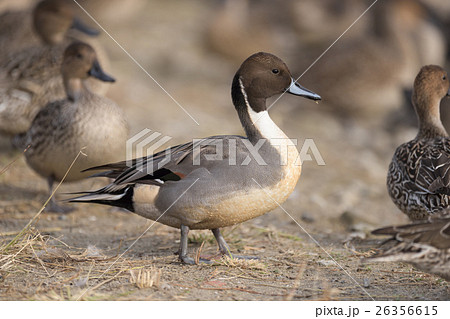 オナガガモ雄1 オナガガモ雄1 26356615