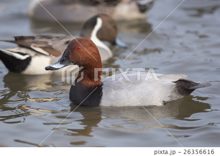 ホシハジロ雄 26356616