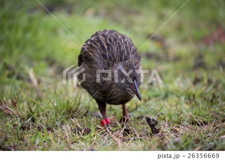 ニュージーランドのウェカ 26356669