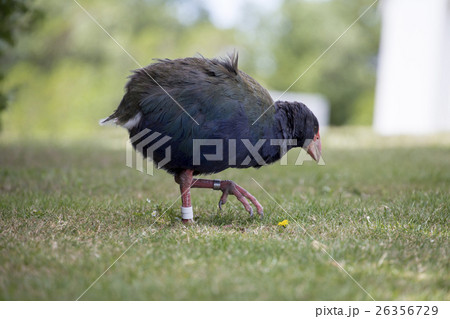 飛べない鳥タカヘ ニュージーランドの写真素材