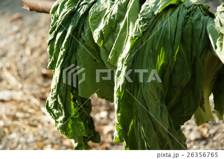 日溜り 日当り 太陽 26356765