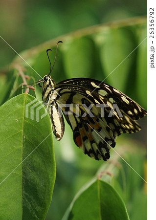 蝶 チョウ 蝴蝶 26356792