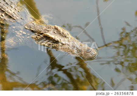 crocodile in the lake crocodile in the lake 26356878