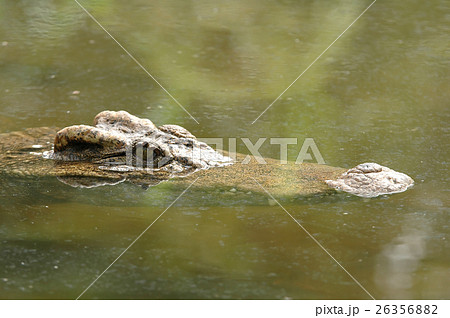 crocodile in the lake 26356882