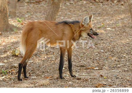 manedwolf 26356899