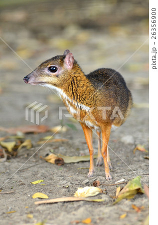 lesser mouse deer lesser mouse deer 26356900
