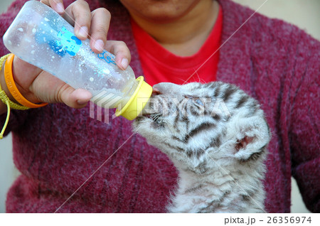 zookeeper feeding baby white tiger zookeeper feeding baby white tiger 26356974