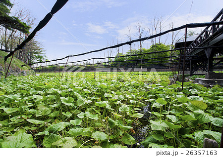 安曇野のわさび農園 26357163