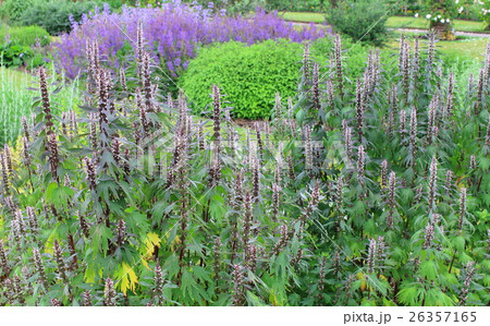 ロンドン紀行 その218 : 花と植物が織りなす色紙 その166 ロンドン紀行 その218 : 花と植物が織りなす色紙 その166 26357165