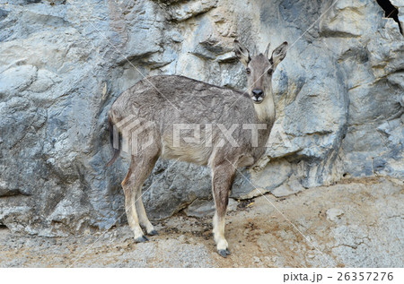 goral 26357276