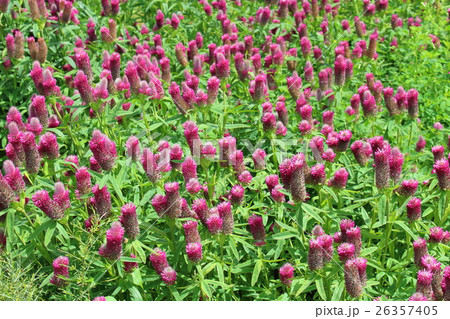 ロンドン紀行 その228 : 花と植物が織りなす色紙 その176 ロンドン紀行 その228 : 花と植物が織りなす色紙 その176 26357405