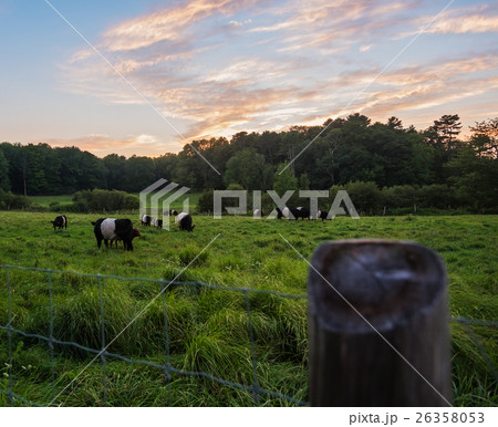 USA, Maine, Rockport, Cows grazing in pasture at sunset USA, Maine, Rockport, Cows grazing in pasture at sunset 26358053