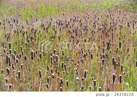 Cattails growing in sunlight 26358228