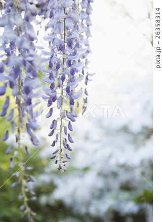 Wisteria in bloom 26358314