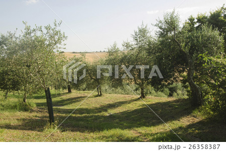 Italy, Tuscany, Pienza, Olive tree in field 26358387