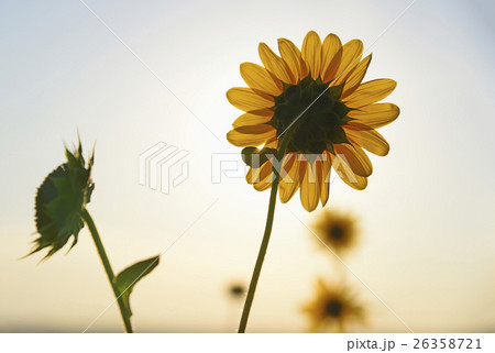 Common sunflowers in Roxborough State Park 26358721