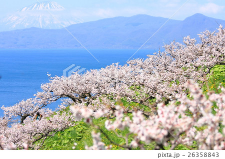 梅　公園　洞爺湖　羊蹄山　風景　梅公園 26358843