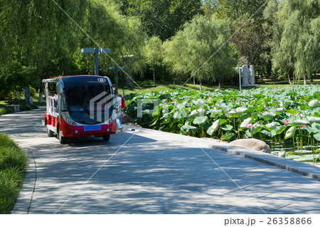 Tour bus following along lotus pond. Tour bus following along lotus pond. 26358866