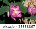 Two lotus flowers. 26358867