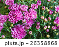 Pink blossoms. A lot of chrysanthemum flowers. 26358868